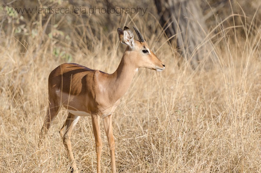A young male impala looks around warily