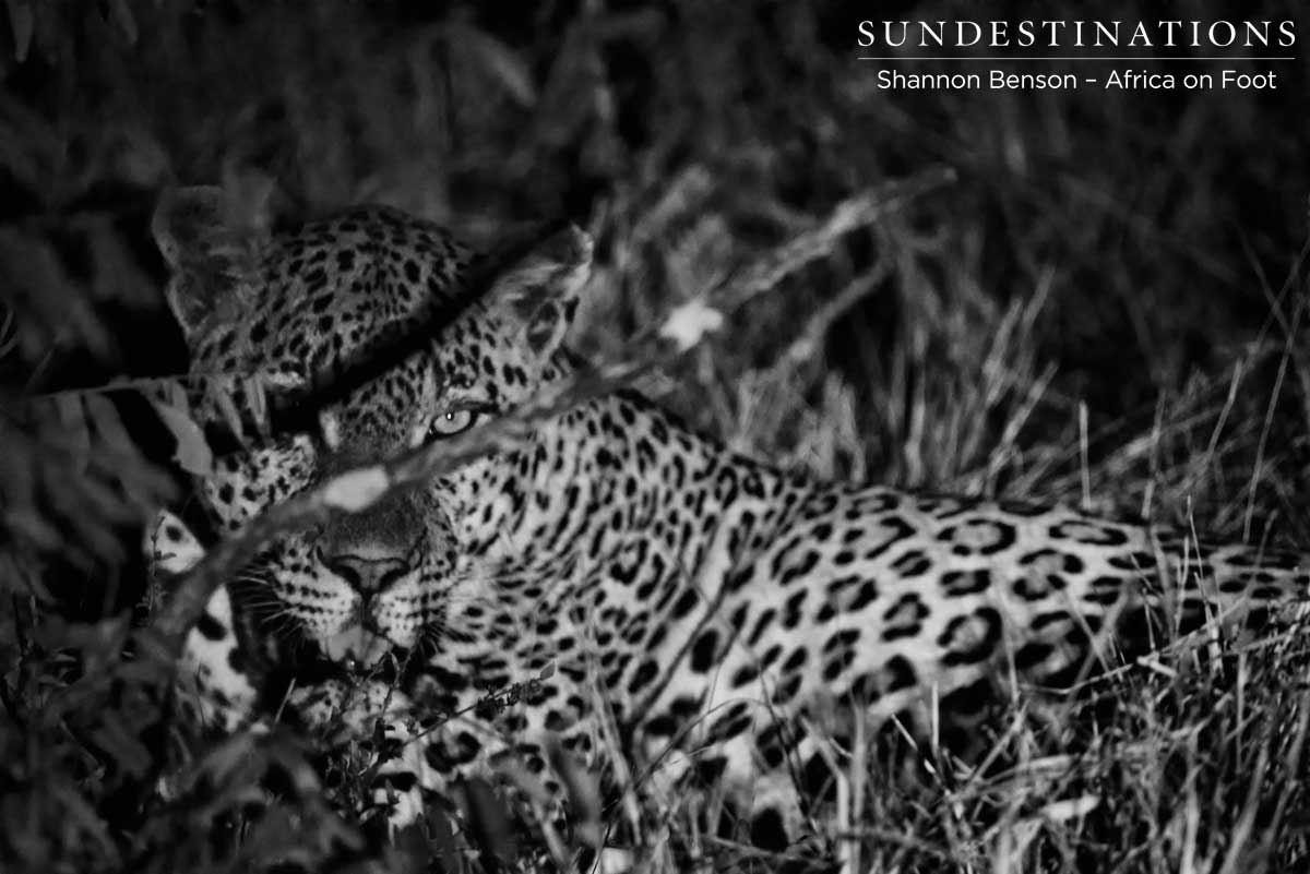 A leopard in the shadows