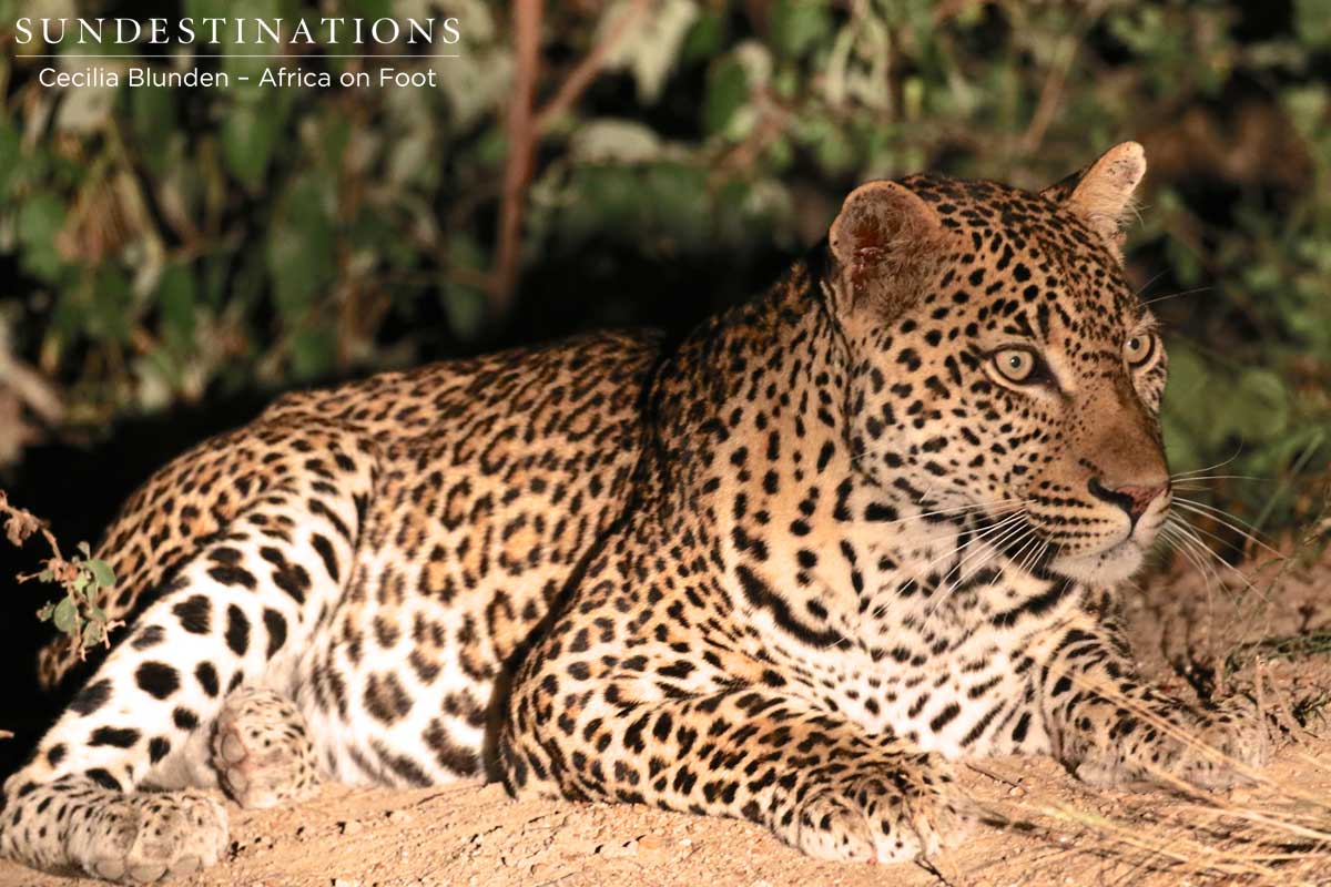 Disappointed leopard watches as a hyena picks on his meal