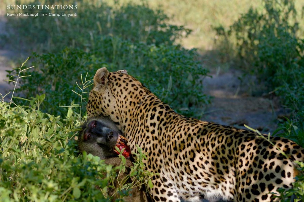 A young male leopard catches and kills a baboon
