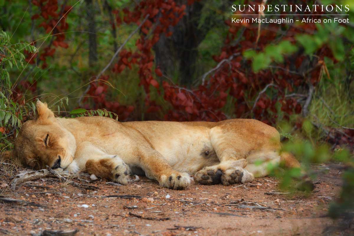 One of the Ross Pride breakaway lionesses snoozes peacefully... can you see her suckle marks? 