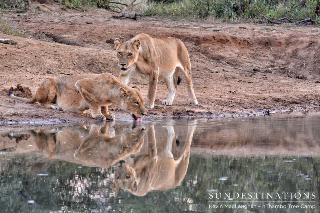 The Ross sisters photographed with their reflections