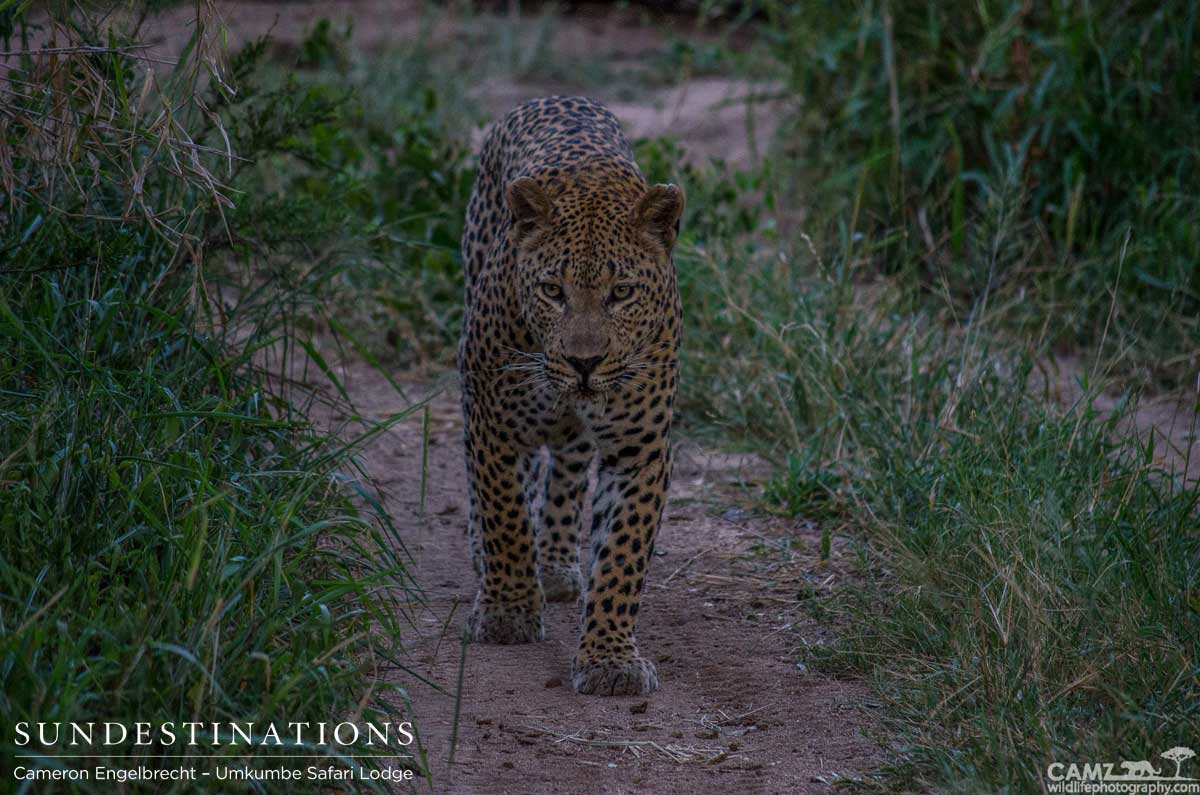 Maxabeni, territorial male leopard often seen at Umkumbe