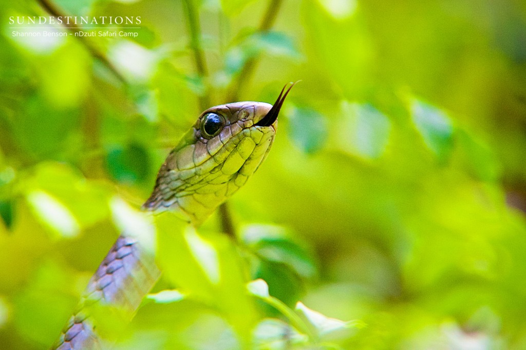 Boomslang spotted at nDzuti Safari Camp