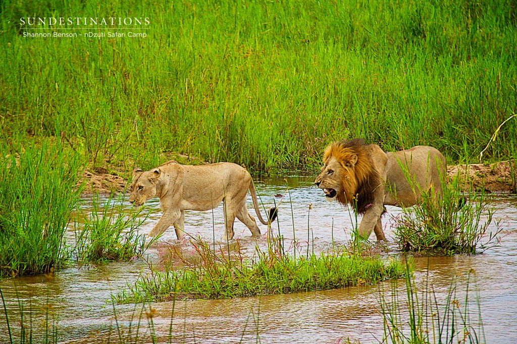 Male lion chasing River Pride female