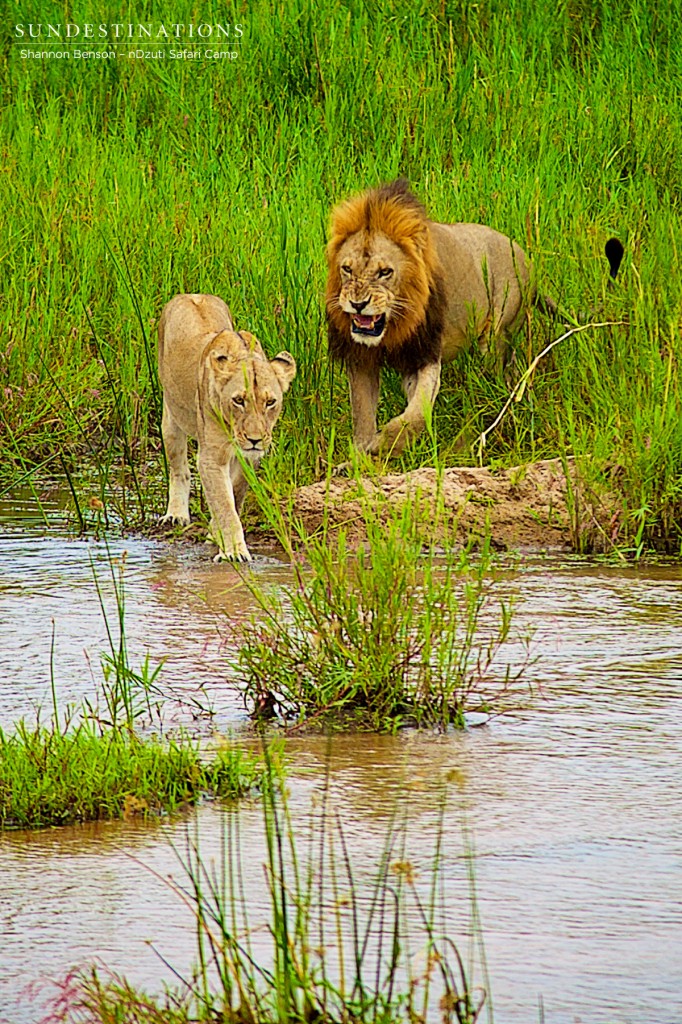 Mating lions at nDzuti