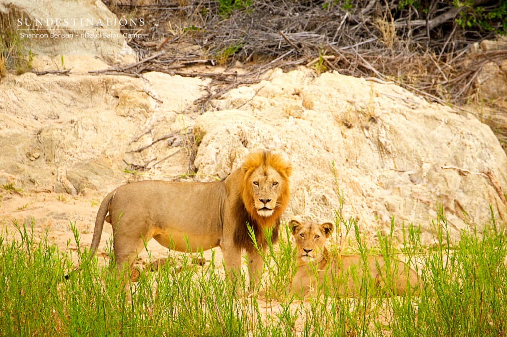 Male chasing River Pride female