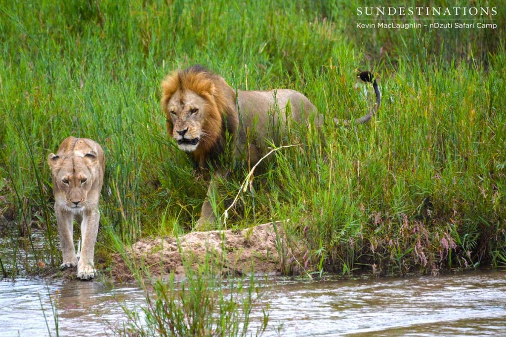 Dominant lion mating with River Pride lioness