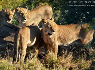 The Ross Pride has returned to their old territory now that Chuck and Larry (adult Ross Pride males) have grown up and been ousted into the wild world on their own. It seems that the pride of 7 is getting settled after killing 2 warthogs a few days ago, and then attempting to kill another warthog yesterday morning. What’s […]