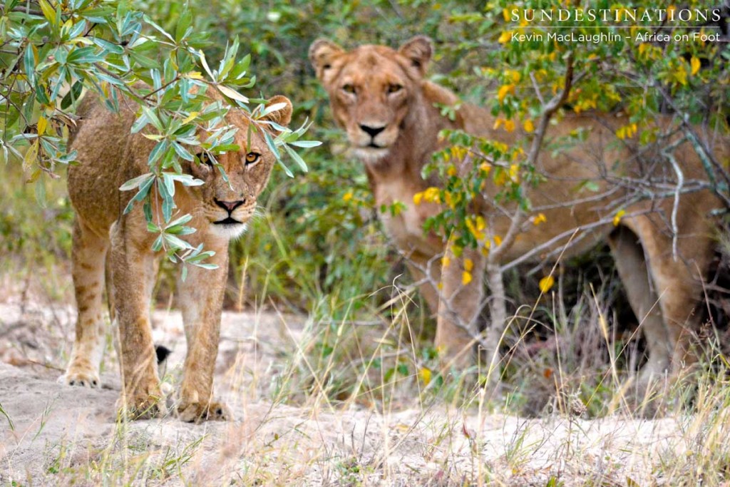 Ross Pride at a warthog kill site