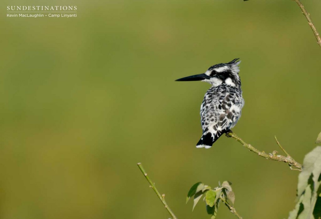 Portrait of a pied kingfisher