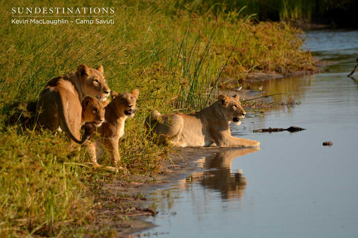 The Savuti Pride settles at the channel to drink before an evening hunt