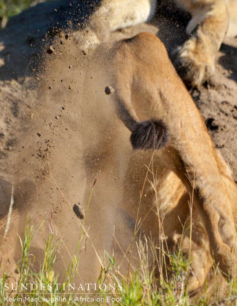 A lion digs at the warthog burrow trying to chase the warthogs out
