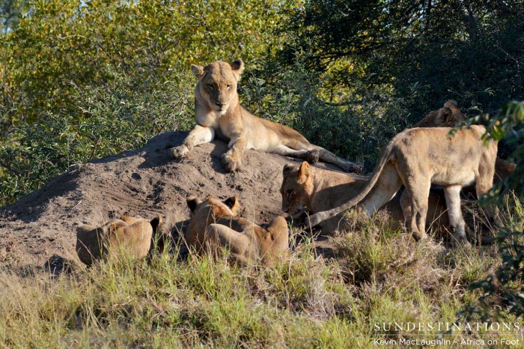 The Ross Pride hounded the warthogs for hours
