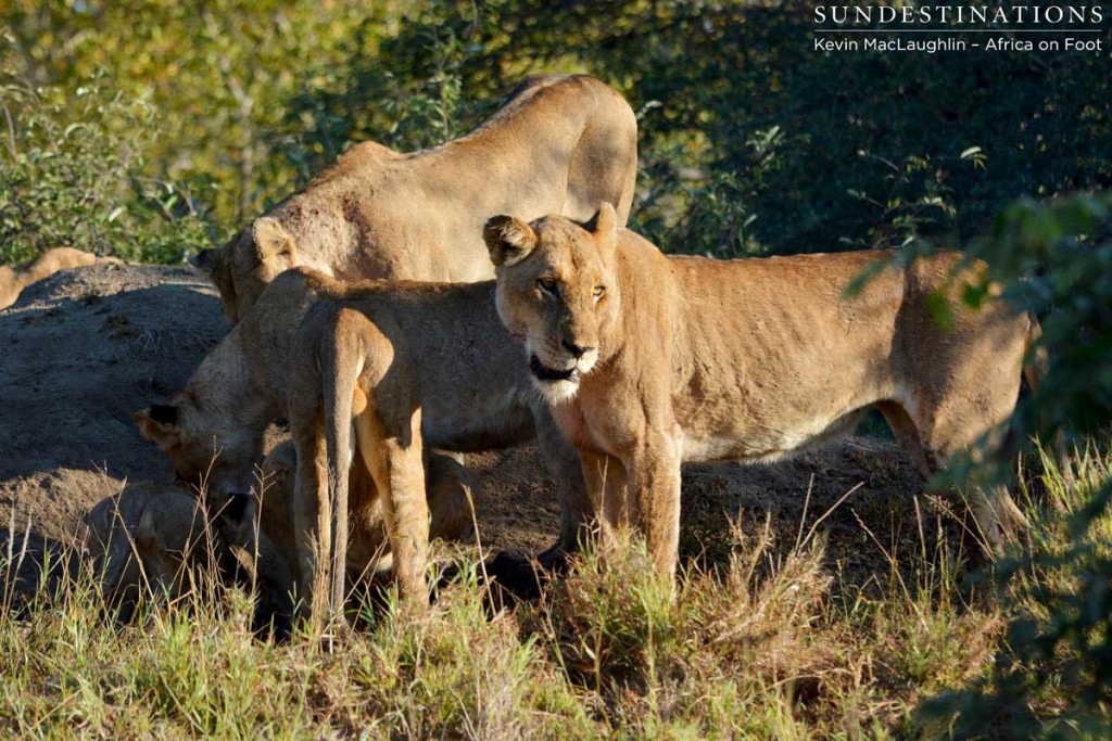 Ross Pride lioness visibly thin and in need of a meal