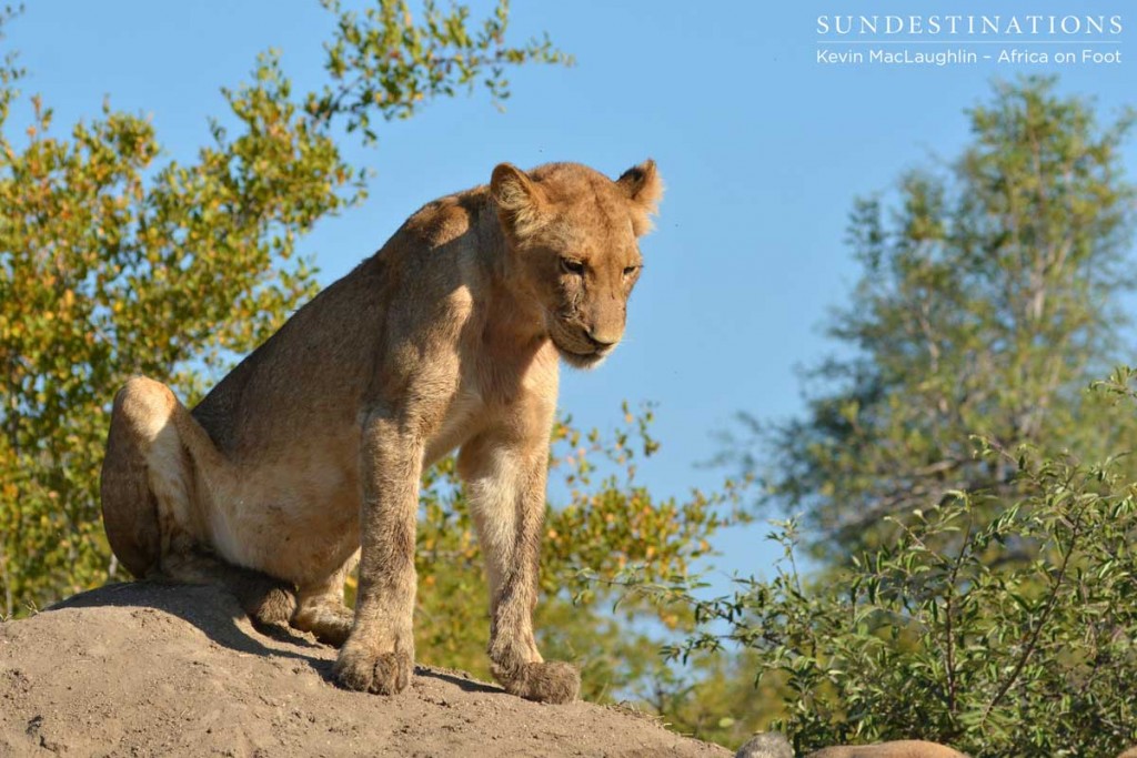 Ross Pride cub sits on top of the mound