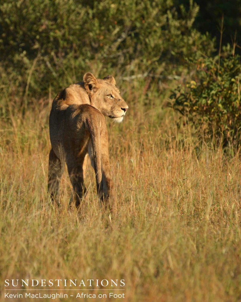 Ross Pride on the hunt for a meal