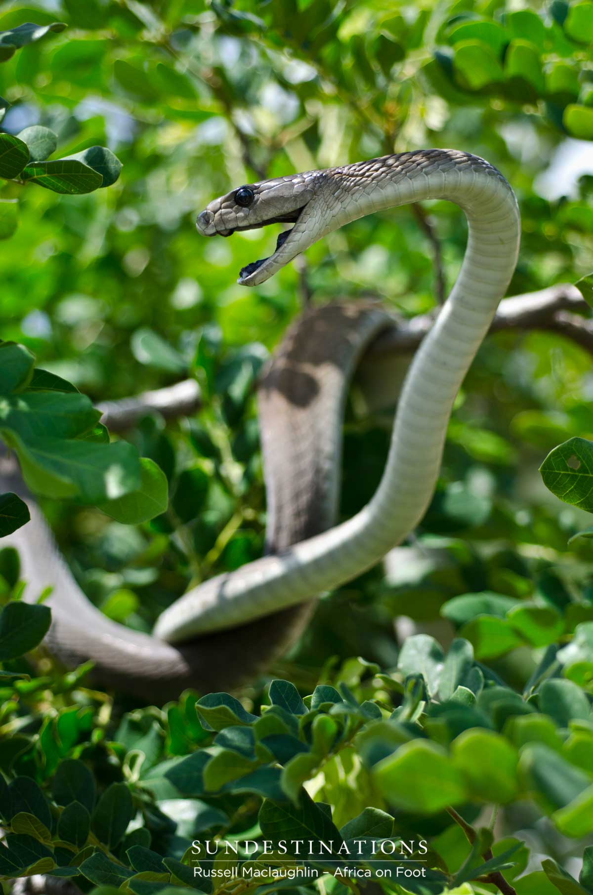 The black mamba is the largest venomous snake in Africa