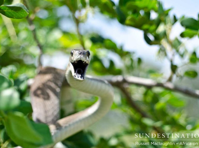 On the Ground with a Black Mamba!