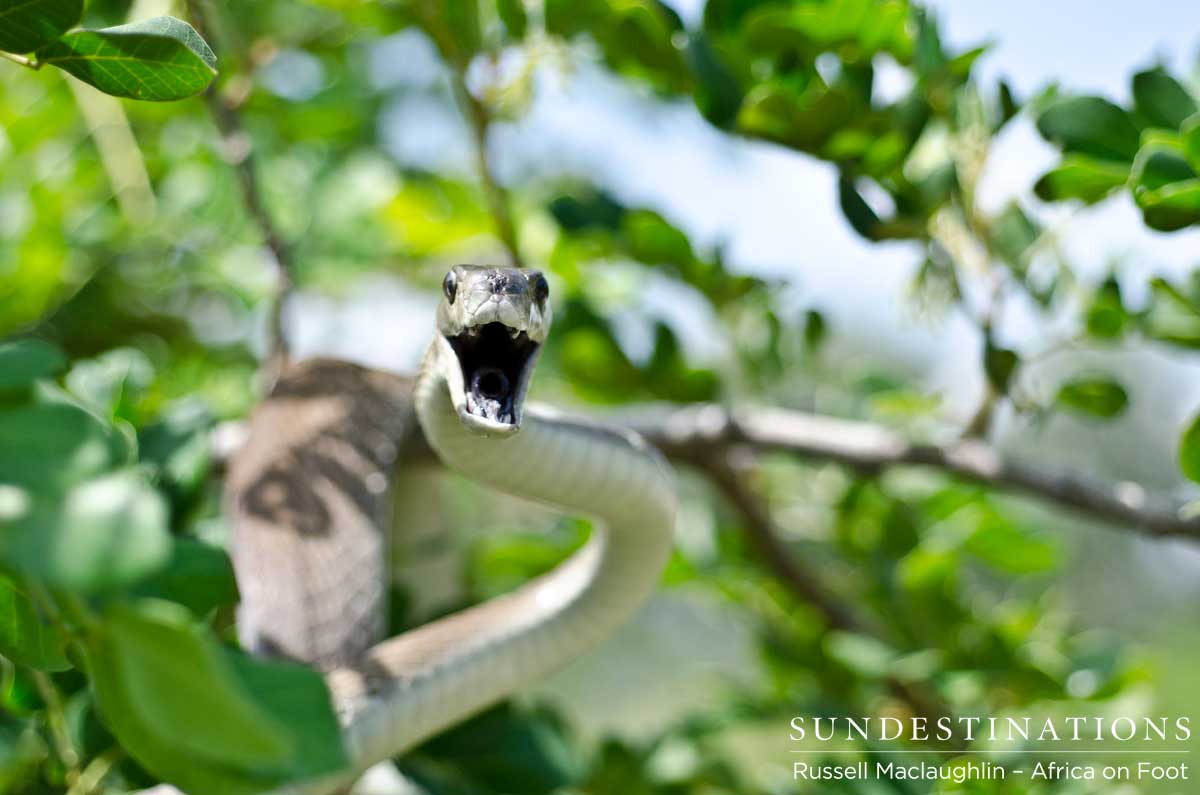 The black mamba, named so for the black colour inside its mouth