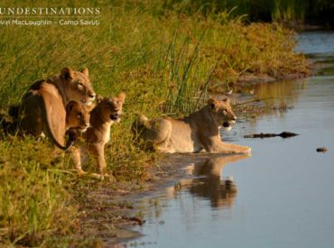 It was one of those very memorable sightings one can only really expect from the legendary Savute marsh. Wildlife is unpredictable everywhere in Africa, throwing indescribable beauty at you around every turn, but there is something mysteriously magical about the Savuti, starting with the Savuti Channel that sprung from dormancy, to life, after 30 years. […]