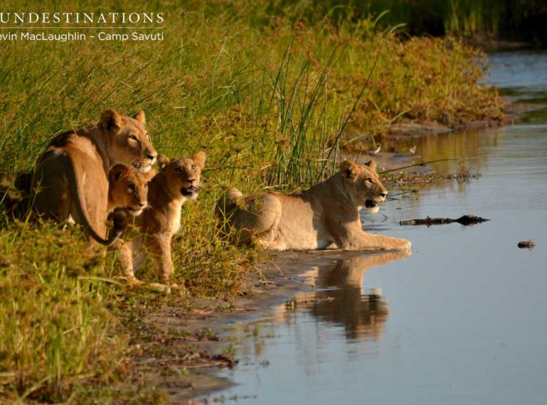 Pride of 13 Lions drinking from the Savuti Channel