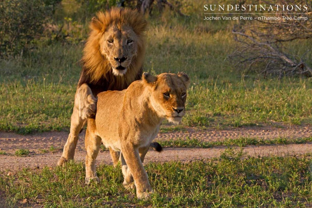 Trilogy lion trying to mate with Ross lioness