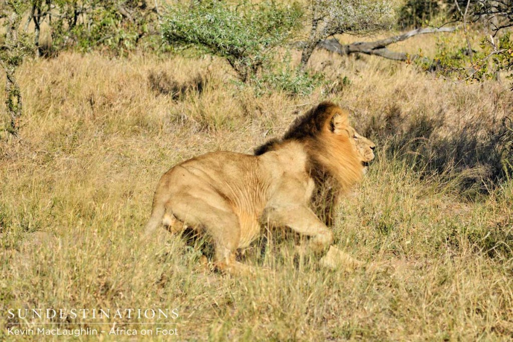 Scarred Trilogy lion charging nThambo vehicle