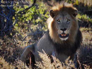 It’s been pretty hard to keep up with all the love-making happening in the Klaserie over the last month. We’ve got 3 Trilogy males spreading their seed throughout both the Ross and Giraffe pride lionesses, plus, there’s the dominant male in nDzuti Safari Camp domain who is known for killing the River Pride male. And he was caught […]