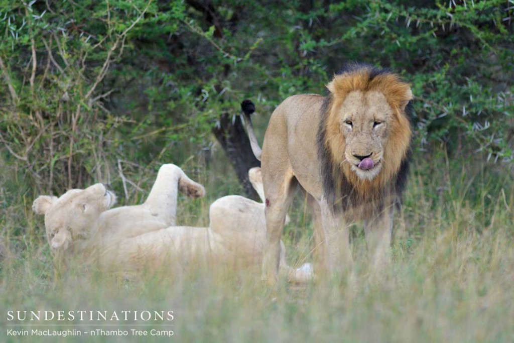 Lightly scarred Trilogy male and white Giraffe lioness