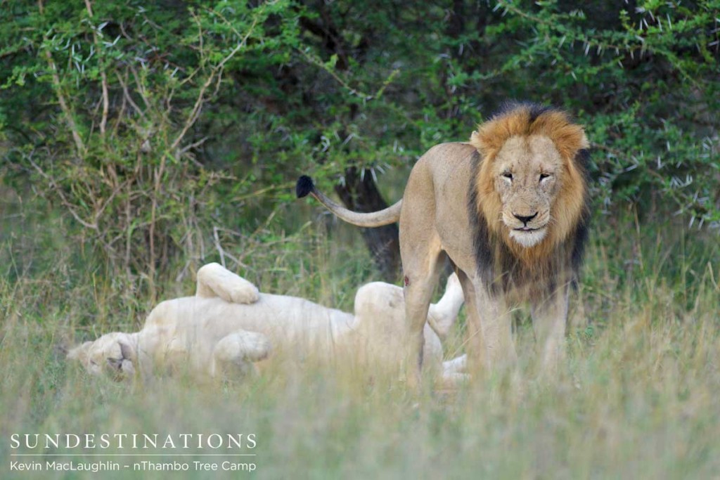 Trilogy male with many lighter scars mating with white lioness