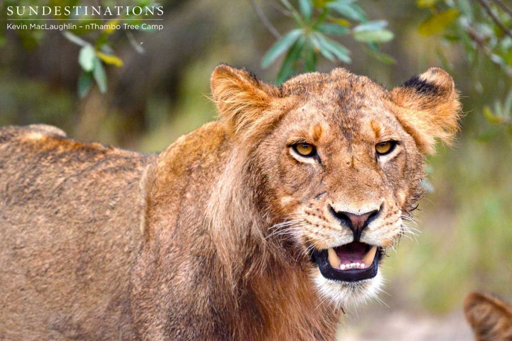 Young male of the Ross Pride