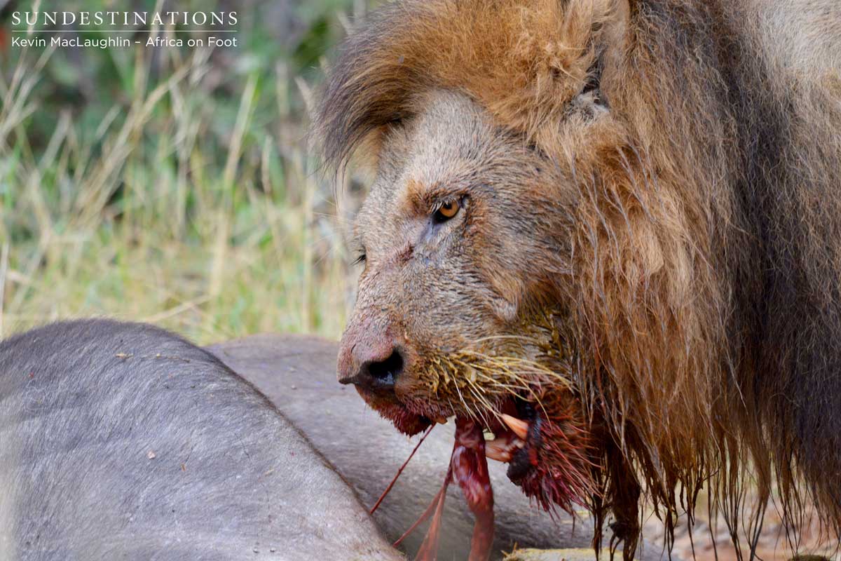 The lions will likely stay with their prey until it is completely finished