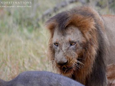 The big boys of the Klaserie have done it again – after being seen yesterday on game drive with full bellies and looking very lazy, it turns out The Trilogy used the hours of darkness to make yet another kill early this morning. This coalition of 3 big male lions has been hanging around old Ross […]