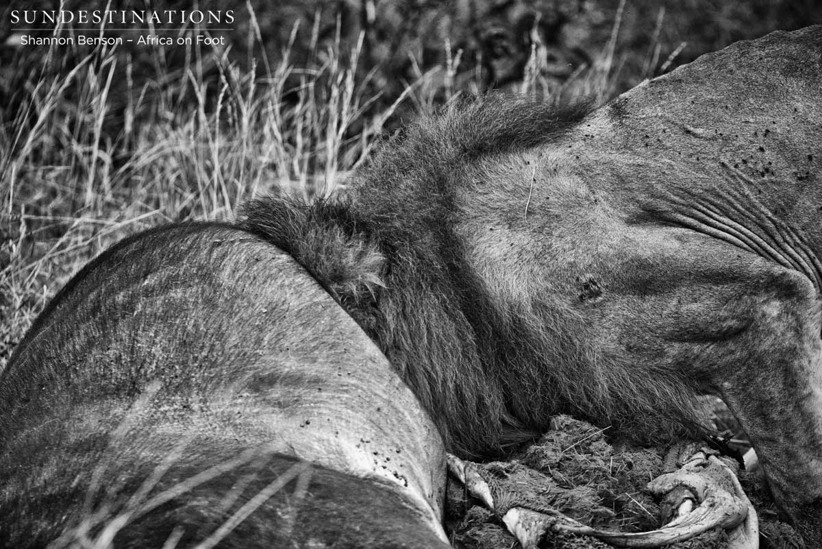 A Trilogy male lion buries his head deep into the buffalo carcass