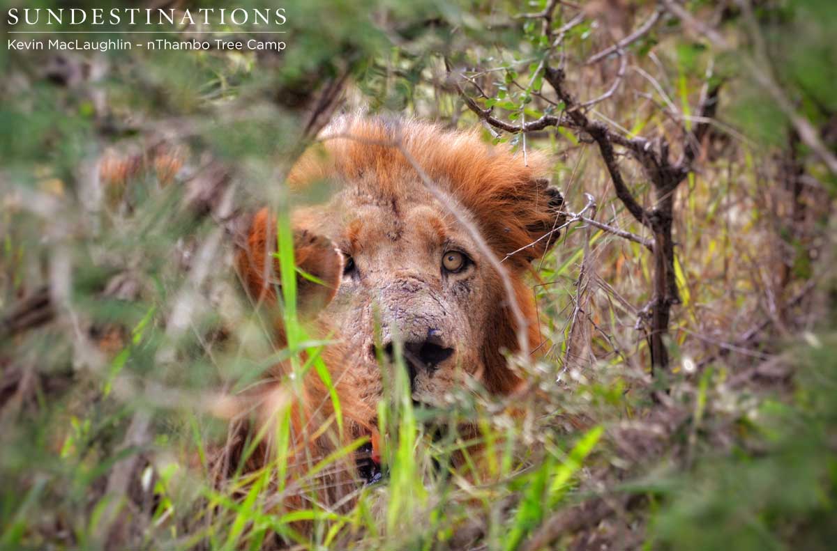 One of the Trilogy lions watches the game viewer from his hidden position