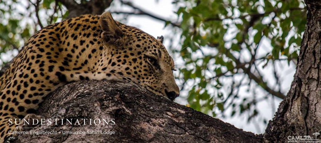 Maxabeni the leopard spotted at Umkumbe on a kill