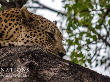 The traverse around nThambo Tree Camp and Africa on Foot should be renamed “Lion Central”. This week we experienced lion sightings that would leave the Guiness book of Records in awe. The highlight of the week was our white lion sighting, which happened on both the morning and evening game drive. Both sightings happened close […]