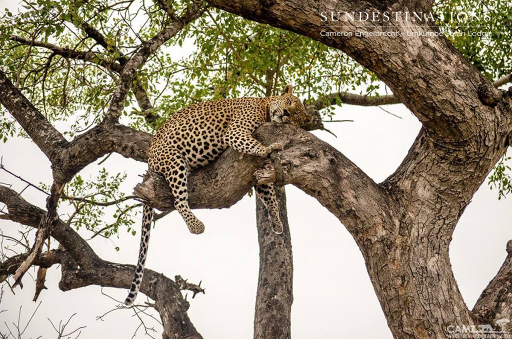 Full from his kill - Maxabeni the leopard