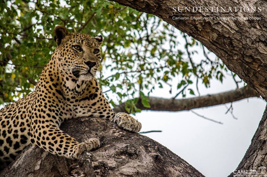 Sabi Sand Wildtuin Maxabeni Leopard