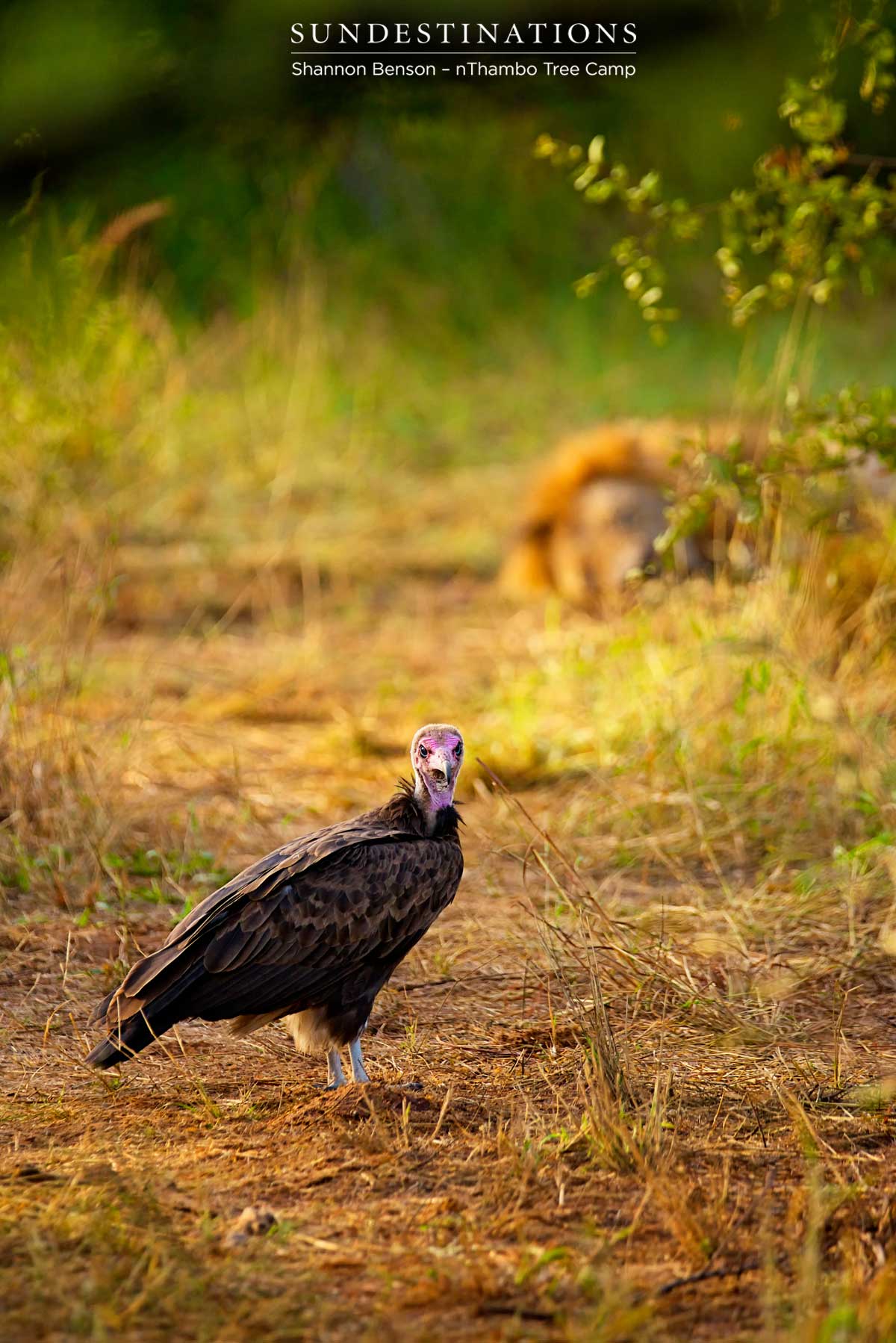 Hooded vulture hangs around a Trilogy lion kill