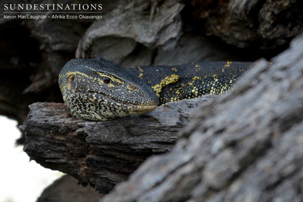 Water monitor spotted on the Okavango Delta