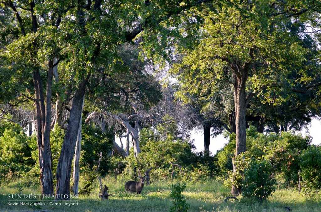 A big, male waterbuck stands camouflaged in Linyanti