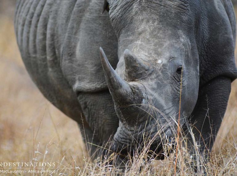 FROM THE FRONT LINE: Saving Our Rhino