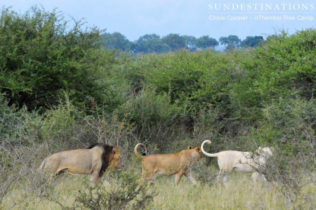 Trilogy lion follows the Giraffe Pride lionesses