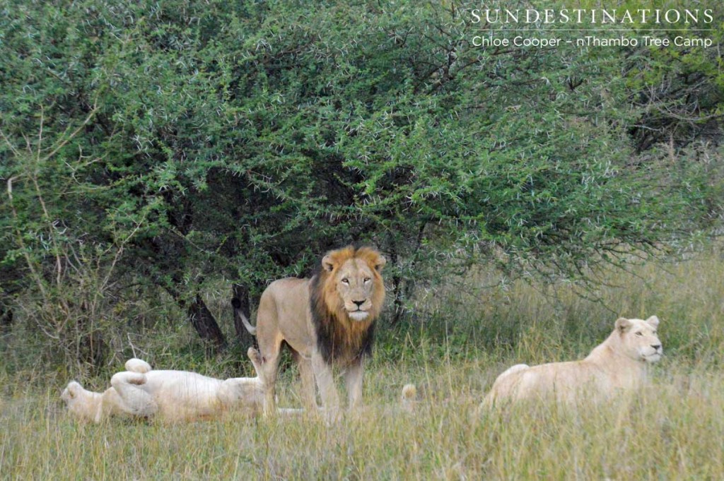 The male was seen mating with all 3 of these giraffe lionesses