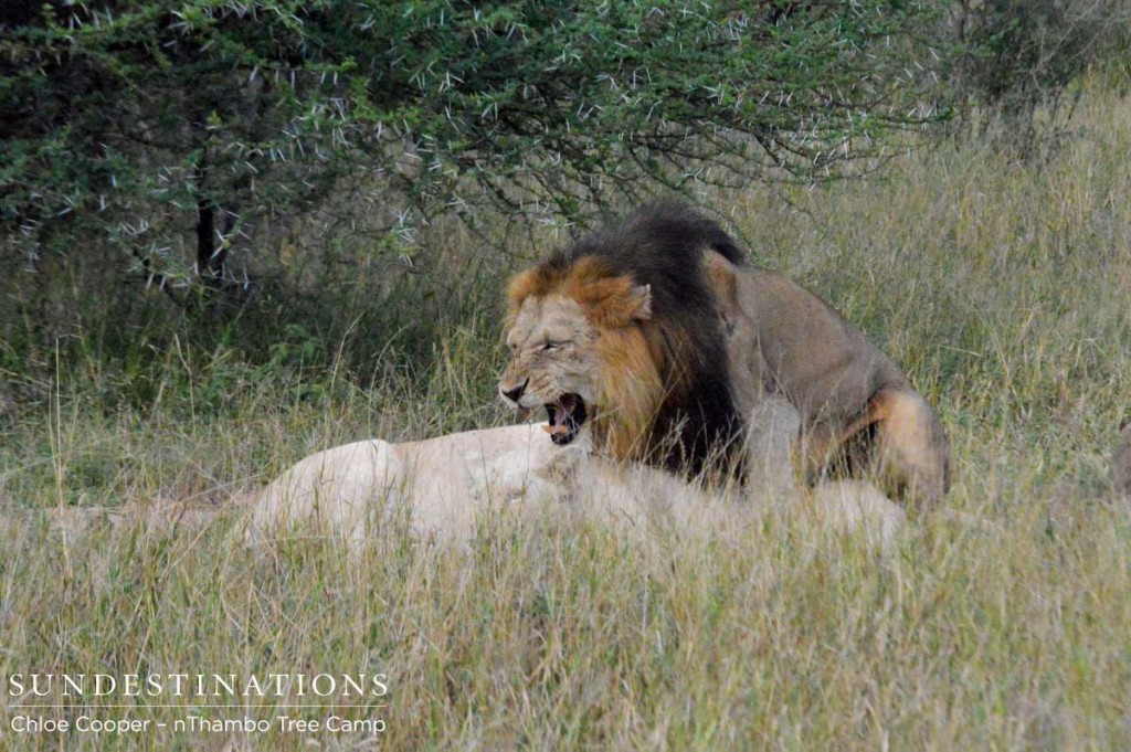 Trilogy male mates with the second white lioness