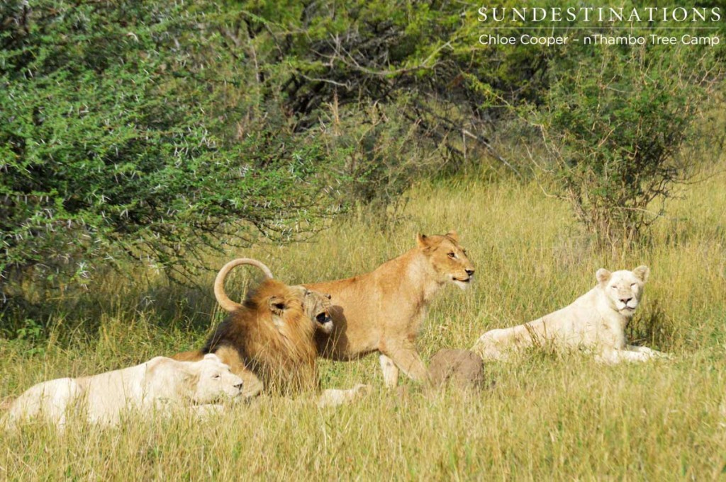 Tawny lioness flaunting herself for the Trilogy male