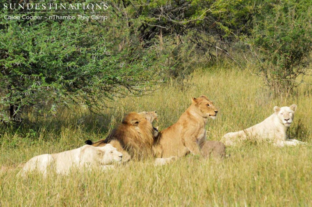 Lions greeting each other