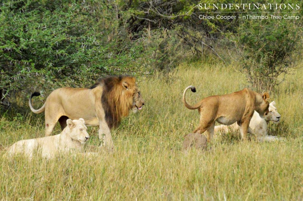 Tawny lioness approaches